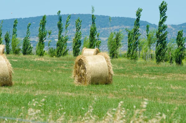 Fältet med rullar av hö sommardag — Stockfoto