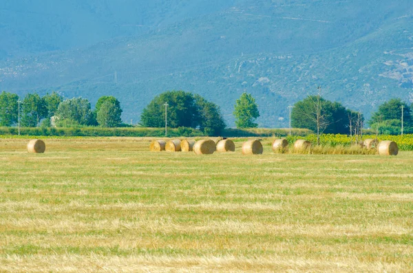 Fältet med rullar av hö sommardag — Stockfoto