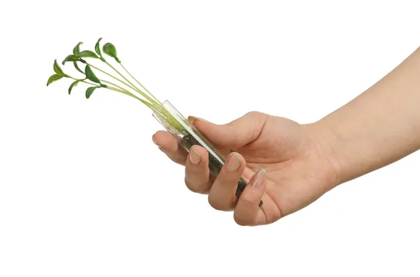 Hand holding tube with seedling on white — Stock Photo, Image