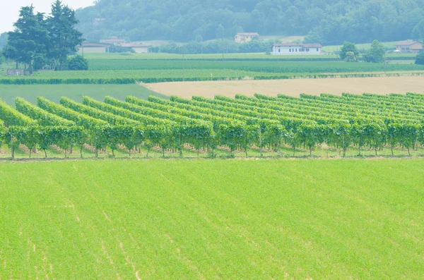 Vineyard on a bright summer day — Stock Photo, Image