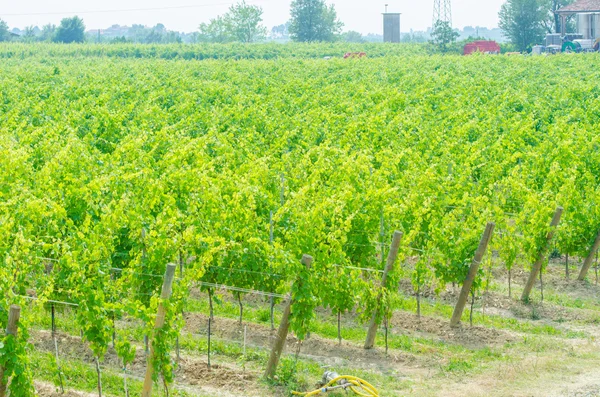 Vineyard on a bright summer day — Stock Photo, Image