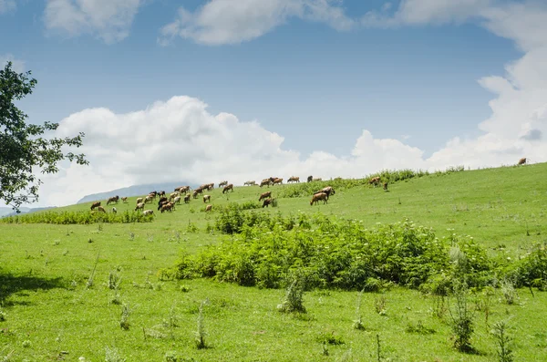 Krávy na pastvě na zelené louce — Stock fotografie