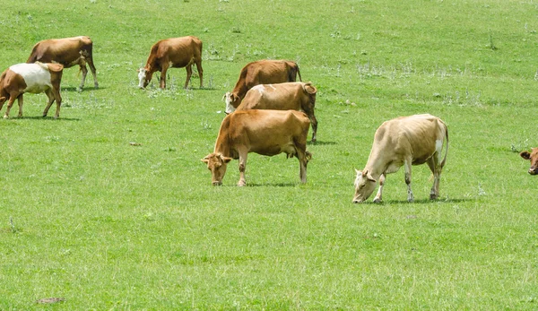 Vacas pastando no campo verde — Fotografia de Stock