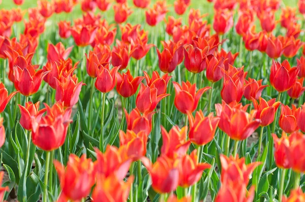 Flowers tulips in the garden — Stock Photo, Image