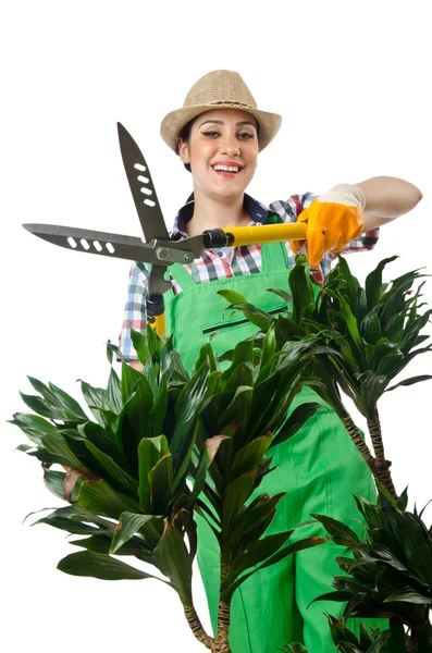 Woman gardener trimming plans on white — Stock Photo, Image