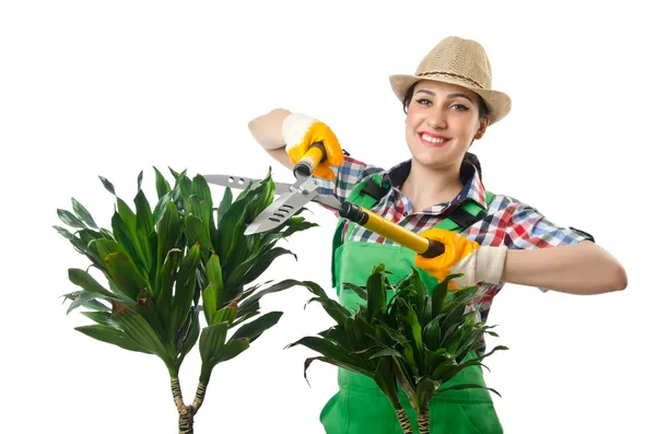 Woman gardener trimming plans on white — Stock Photo, Image