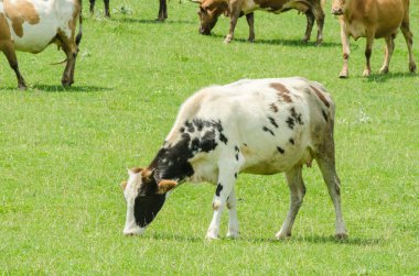 yeşil alanda otlayan inekler
