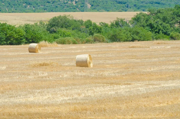 Fältet med rullar av hö sommardag — Stockfoto