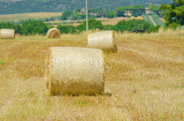 Veld met rollen van hooi op zomerdag — Stockfoto