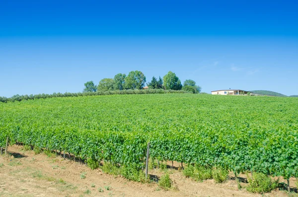 Vineyard on a bright summer day — Stock Photo, Image