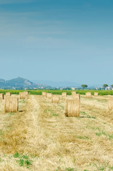 Feld mit Heubrötchen an Sommertagen — Stockfoto