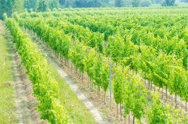Vineyard on a bright summer day — Stock Photo, Image