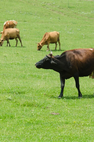 Mucche al pascolo sul campo verde — Foto Stock