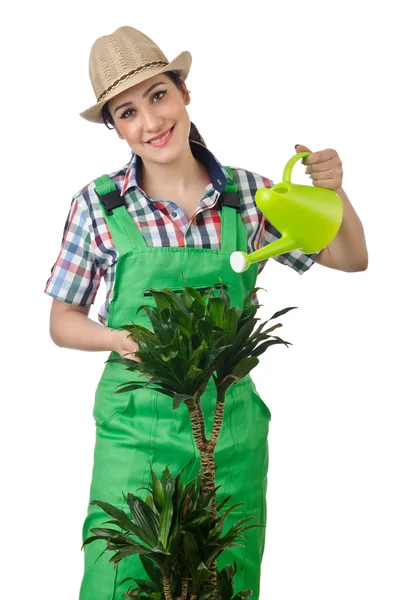 Žena zalévání rostlin na bílém pozadí — Stock fotografie