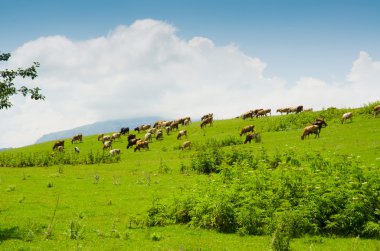 yeşil alanda otlayan inekler