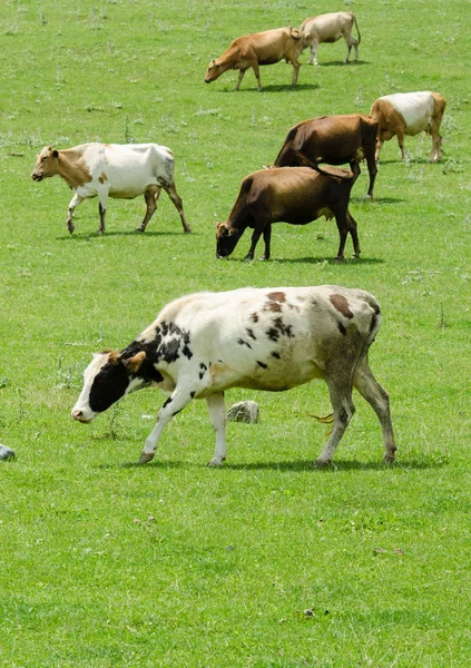 Vacile pășunând pe câmpul verde — Fotografie, imagine de stoc