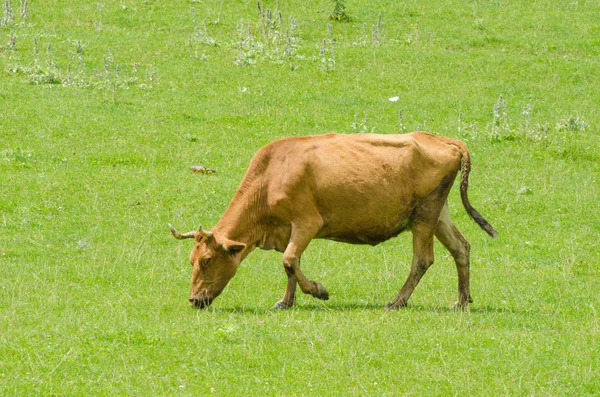 Cows grazing on the green field — Stock Photo, Image