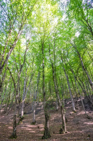 在晴朗的夏天的绿色森林 — 图库照片