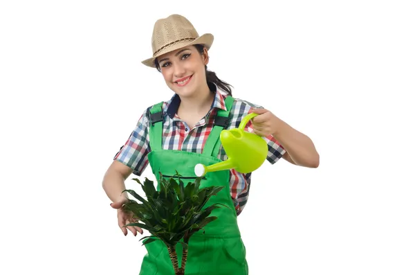 Kvinde vanding planter på hvid - Stock-foto