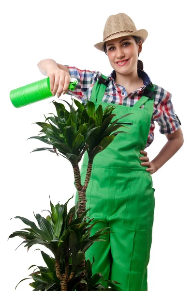 Menina regando plantas em branco — Fotografia de Stock