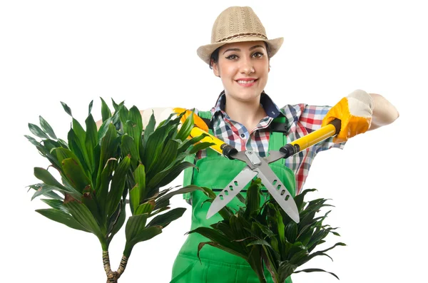 Vrouw tuinman trimmen plannen op wit — Stockfoto