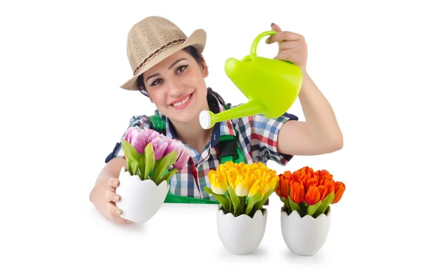 Menina regando plantas em branco — Fotografia de Stock