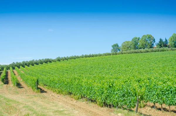 Vineyard on a bright summer day — Stock Photo, Image