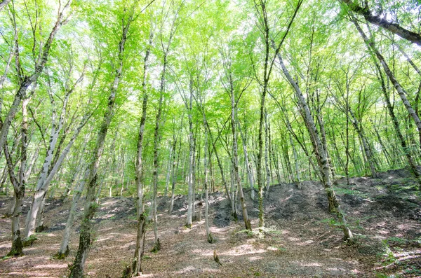 Green forest in bright summer day — Stock Photo, Image