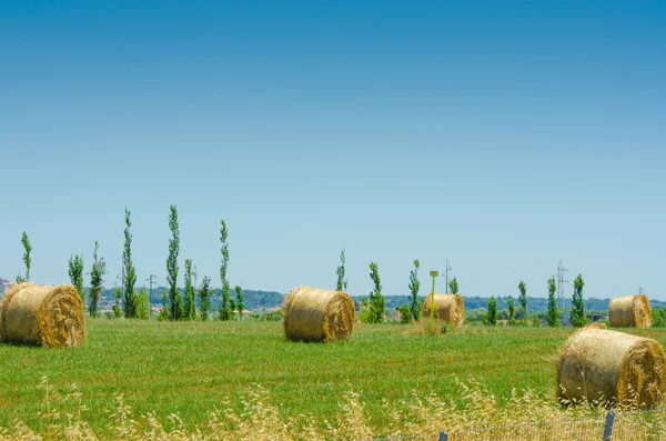 Champ avec rouleaux de foin le jour de l'été — Photo