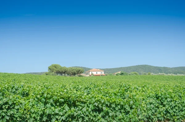 Weinberg an einem strahlenden Sommertag — Stockfoto