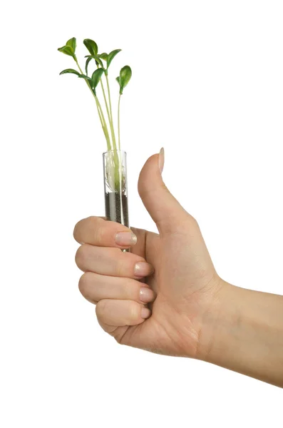 Hand holding tube with seedling on white — Stock Photo, Image