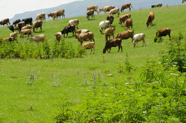 Корови пасуться на зеленому полі — стокове фото