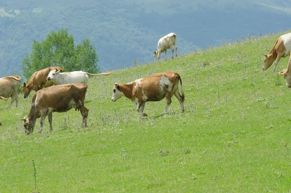 Krávy na pastvě na zelené louce — Stock fotografie