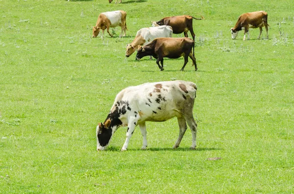 Kor som betar på det gröna fältet — Stockfoto