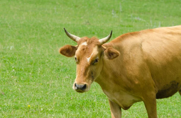 Cows grazing on the green field — Stock Photo, Image