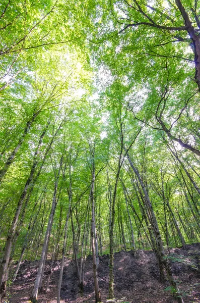 Floresta verde no dia de verão brilhante — Fotografia de Stock