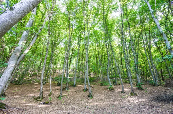 Grön skog i ljusa sommardag — Stockfoto