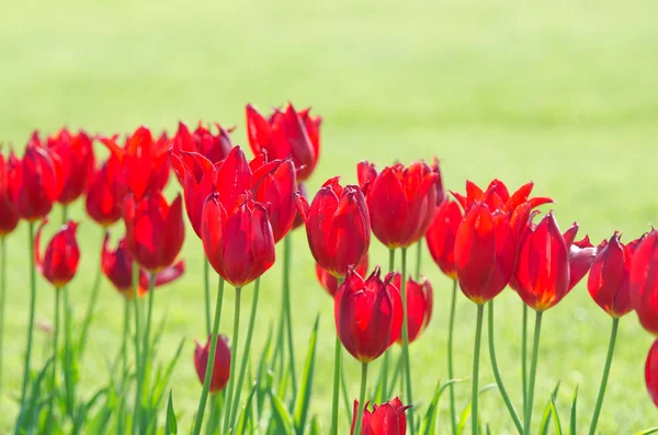 Garden with tulip flowers in summer — Stock Photo, Image