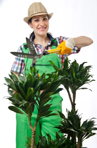 Vrouw tuinman trimmen plannen op wit — Stockfoto