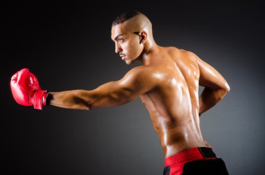 Stüdyo çekim kas boksör