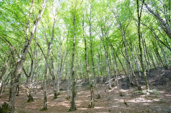 Зелений ліс у яскравий літній день — стокове фото