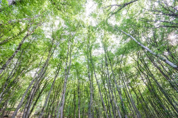 Floresta verde no dia de verão brilhante — Fotografia de Stock