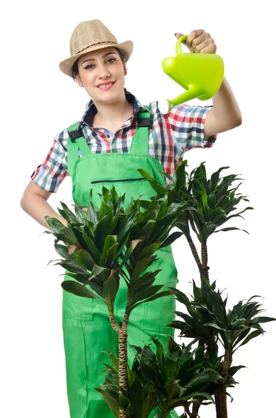 Mulher regando plantas em branco — Fotografia de Stock