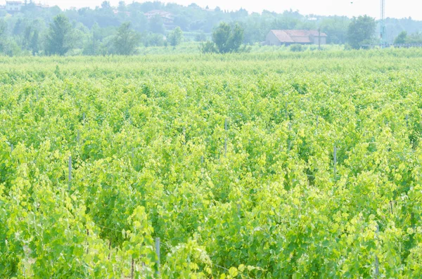 Weinberg an einem strahlenden Sommertag — Stockfoto