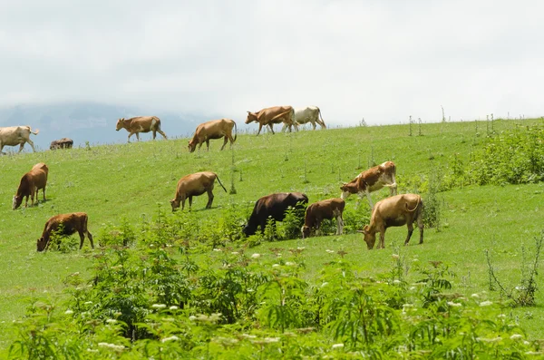 Vacile pășunând pe câmpul verde — Fotografie, imagine de stoc