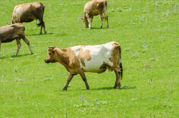 Vacas pastando no campo verde — Fotografia de Stock