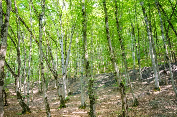 Bosque verde en brillante día de verano —  Fotos de Stock