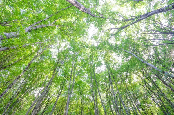 Grön skog i ljusa sommardag — Stockfoto