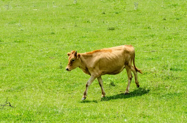 Vaches broutant sur le champ vert — Photo