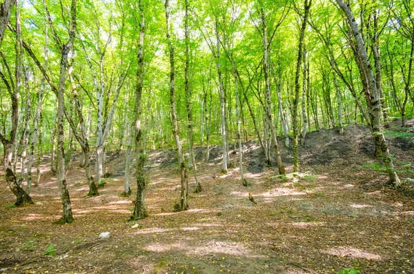 Yeşil orman parlak yaz gün — Stok fotoğraf